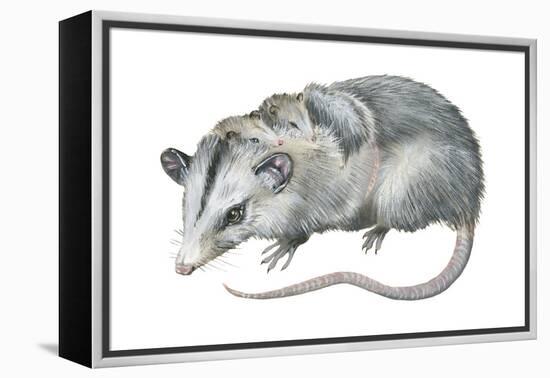 Virginia Opossum (Didelphis Virginiana), Marsupial, Mammals-Encyclopaedia Britannica-Framed Stretched Canvas