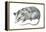 Virginia Opossum (Didelphis Virginiana), Marsupial, Mammals-Encyclopaedia Britannica-Framed Stretched Canvas