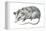 Virginia Opossum (Didelphis Virginiana), Marsupial, Mammals-Encyclopaedia Britannica-Framed Stretched Canvas