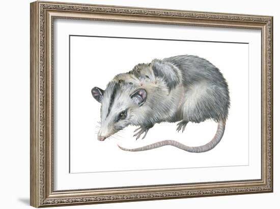 Virginia Opossum (Didelphis Virginiana), Marsupial, Mammals-Encyclopaedia Britannica-Framed Art Print