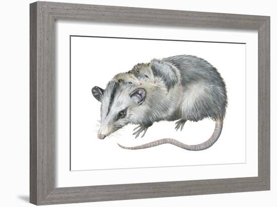 Virginia Opossum (Didelphis Virginiana), Marsupial, Mammals-Encyclopaedia Britannica-Framed Art Print