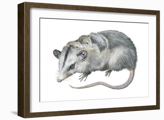 Virginia Opossum (Didelphis Virginiana), Marsupial, Mammals-Encyclopaedia Britannica-Framed Art Print