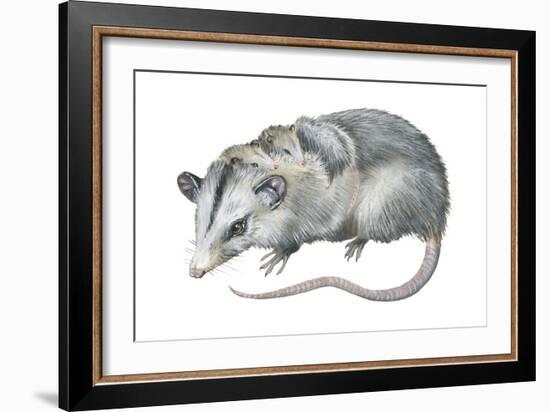 Virginia Opossum (Didelphis Virginiana), Marsupial, Mammals-Encyclopaedia Britannica-Framed Art Print