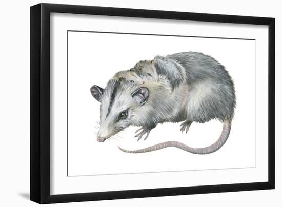 Virginia Opossum (Didelphis Virginiana), Marsupial, Mammals-Encyclopaedia Britannica-Framed Art Print