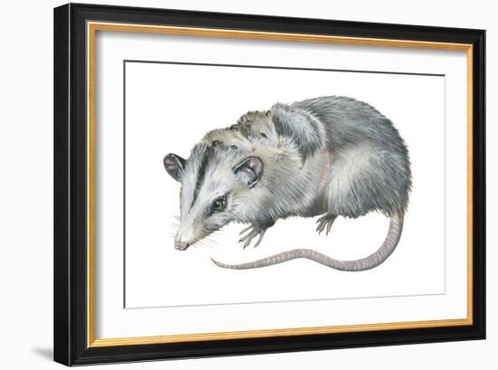 Virginia Opossum (Didelphis Virginiana), Marsupial, Mammals-Encyclopaedia Britannica-Framed Art Print