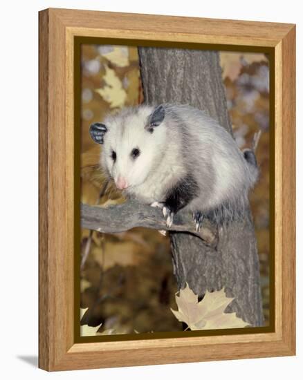 Virginia Opossum in Tree USA-Lynn M. Stone-Framed Premier Image Canvas