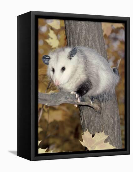 Virginia Opossum in Tree USA-Lynn M. Stone-Framed Premier Image Canvas