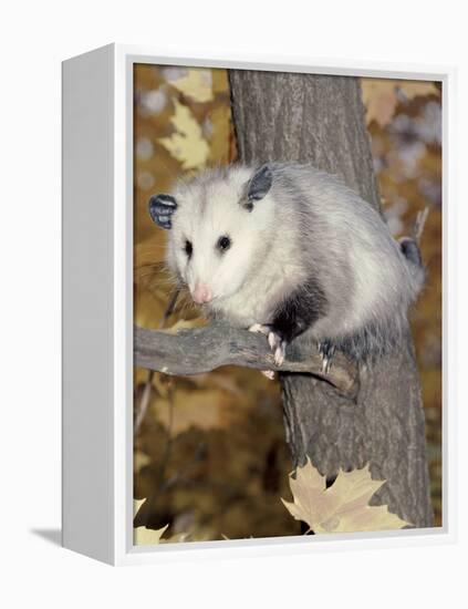 Virginia Opossum in Tree USA-Lynn M. Stone-Framed Premier Image Canvas
