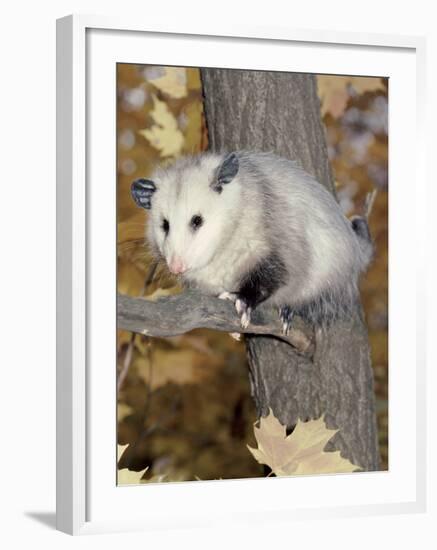 Virginia Opossum in Tree USA-Lynn M. Stone-Framed Photographic Print