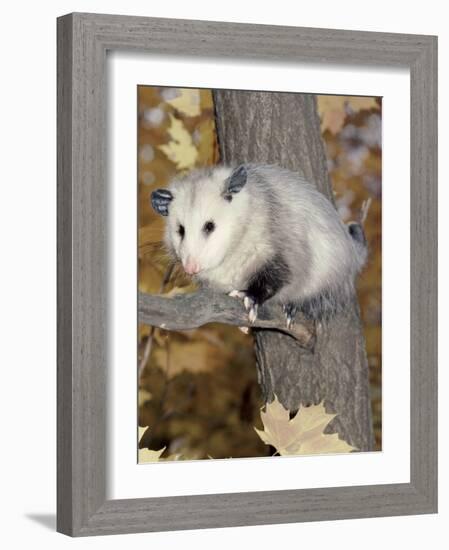 Virginia Opossum in Tree USA-Lynn M. Stone-Framed Photographic Print