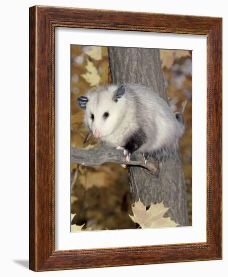 Virginia Opossum in Tree USA-Lynn M. Stone-Framed Photographic Print