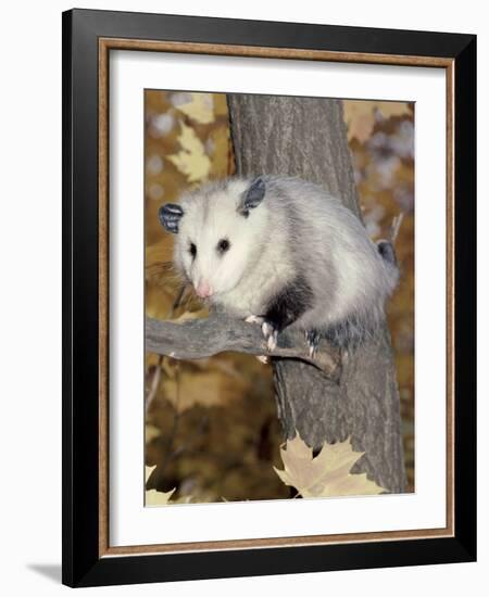 Virginia Opossum in Tree USA-Lynn M. Stone-Framed Photographic Print