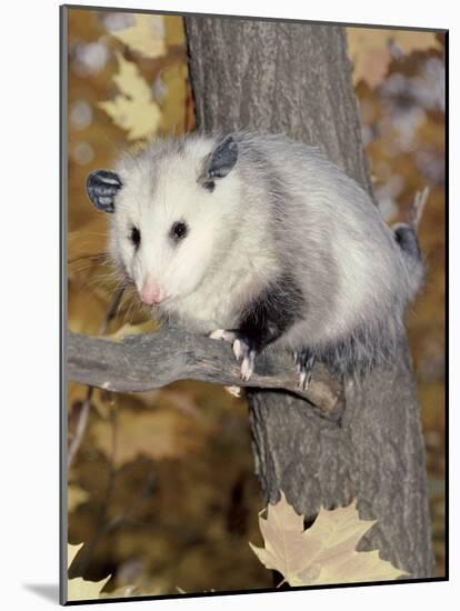 Virginia Opossum in Tree USA-Lynn M. Stone-Mounted Photographic Print