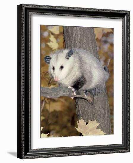 Virginia Opossum in Tree USA-Lynn M. Stone-Framed Photographic Print