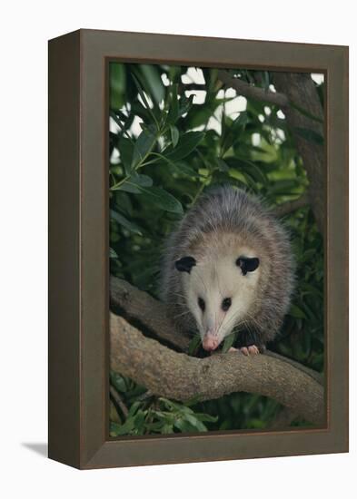 Virginia Opossum in Tree-DLILLC-Framed Premier Image Canvas