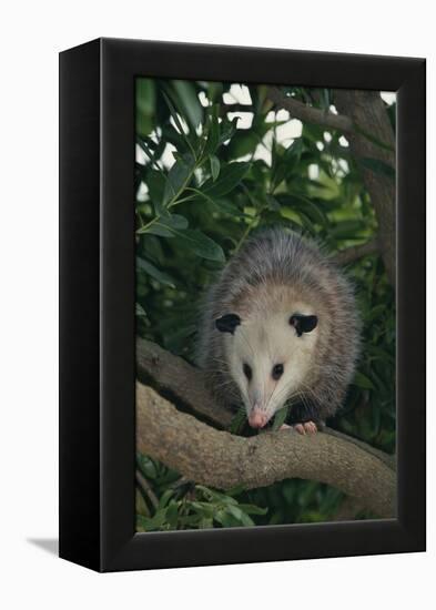 Virginia Opossum in Tree-DLILLC-Framed Premier Image Canvas