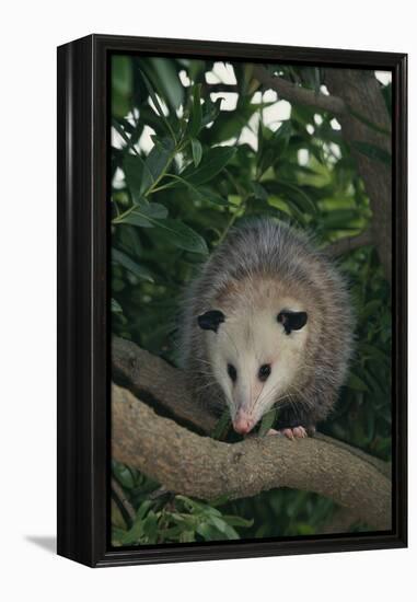 Virginia Opossum in Tree-DLILLC-Framed Premier Image Canvas