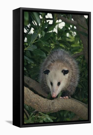 Virginia Opossum in Tree-DLILLC-Framed Premier Image Canvas