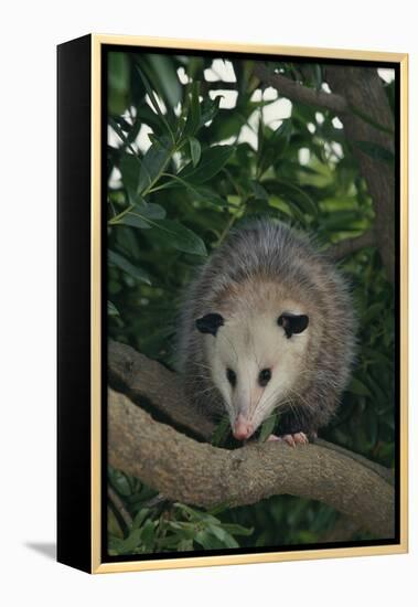 Virginia Opossum in Tree-DLILLC-Framed Premier Image Canvas