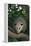 Virginia Opossum in Tree-DLILLC-Framed Premier Image Canvas