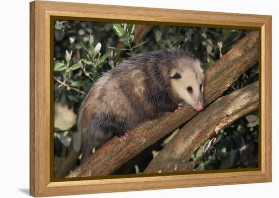 Virginia Opossum in Tree-DLILLC-Framed Premier Image Canvas