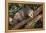 Virginia Opossum in Tree-DLILLC-Framed Premier Image Canvas