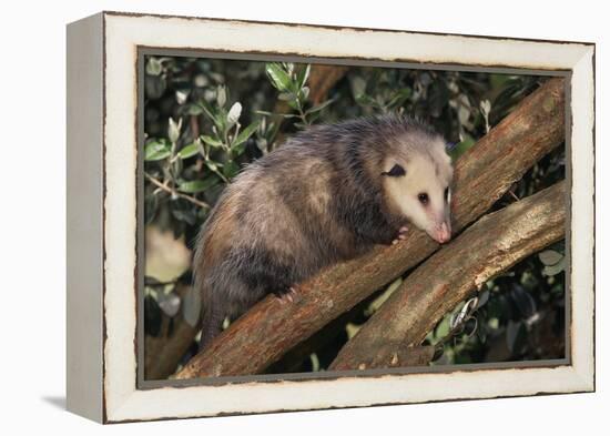 Virginia Opossum in Tree-DLILLC-Framed Premier Image Canvas