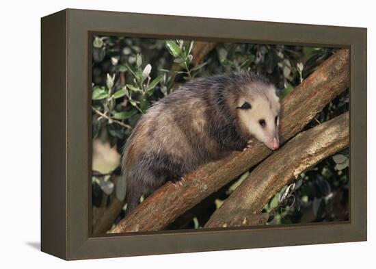 Virginia Opossum in Tree-DLILLC-Framed Premier Image Canvas