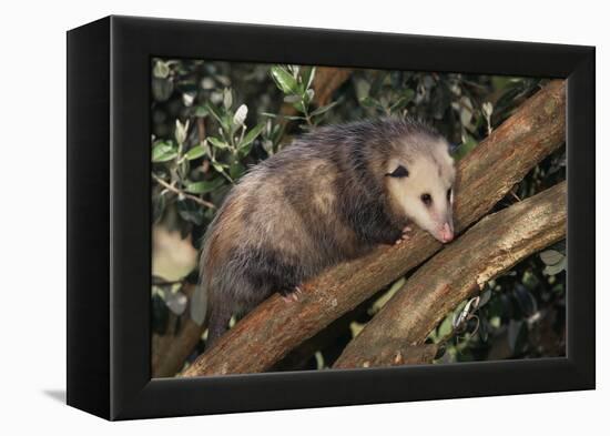 Virginia Opossum in Tree-DLILLC-Framed Premier Image Canvas