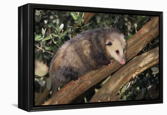 Virginia Opossum in Tree-DLILLC-Framed Premier Image Canvas