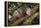 Virginia Opossum in Tree-DLILLC-Framed Premier Image Canvas