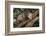 Virginia Opossum in Tree-DLILLC-Framed Photographic Print