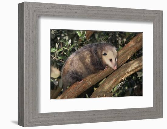 Virginia Opossum in Tree-DLILLC-Framed Photographic Print