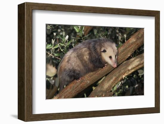 Virginia Opossum in Tree-DLILLC-Framed Photographic Print