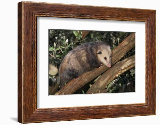 Virginia Opossum in Tree-DLILLC-Framed Photographic Print