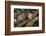 Virginia Opossum in Tree-DLILLC-Framed Photographic Print