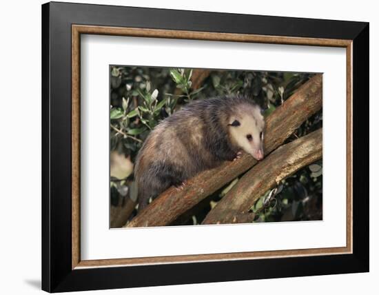 Virginia Opossum in Tree-DLILLC-Framed Photographic Print