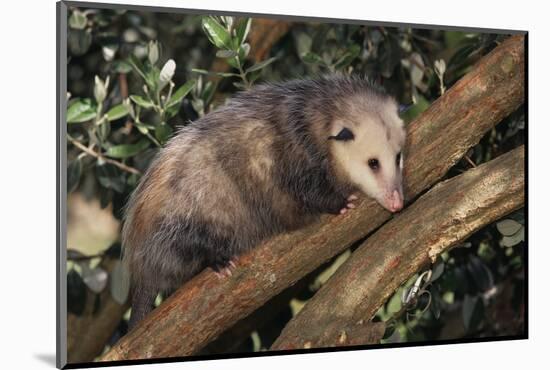 Virginia Opossum in Tree-DLILLC-Mounted Photographic Print