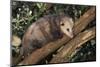 Virginia Opossum in Tree-DLILLC-Mounted Photographic Print