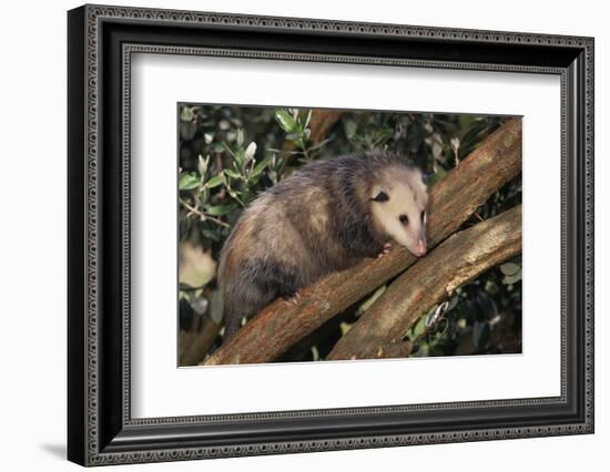 Virginia Opossum in Tree-DLILLC-Framed Photographic Print