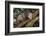 Virginia Opossum in Tree-DLILLC-Framed Photographic Print