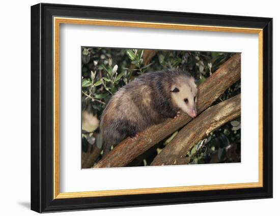 Virginia Opossum in Tree-DLILLC-Framed Photographic Print