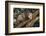 Virginia Opossum in Tree-DLILLC-Framed Photographic Print