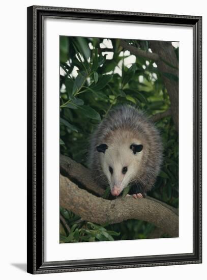 Virginia Opossum in Tree-DLILLC-Framed Photographic Print