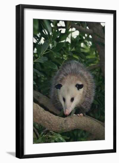 Virginia Opossum in Tree-DLILLC-Framed Photographic Print