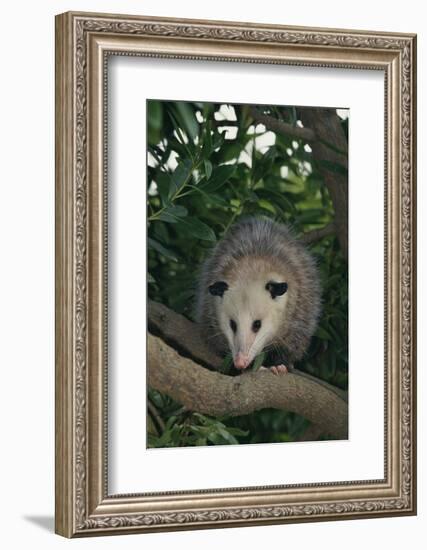 Virginia Opossum in Tree-DLILLC-Framed Photographic Print