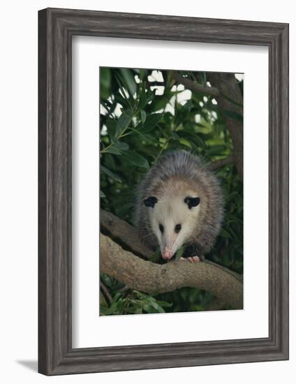 Virginia Opossum in Tree-DLILLC-Framed Photographic Print