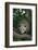 Virginia Opossum in Tree-DLILLC-Framed Photographic Print