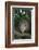 Virginia Opossum in Tree-DLILLC-Framed Photographic Print