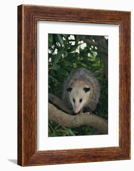 Virginia Opossum in Tree-DLILLC-Framed Photographic Print